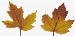24-bit color image of leaves